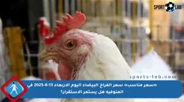 «سعر مناسب» سعر الفراخ البيضاء اليوم الأربعاء 13-8-2025 في المنوفية هل يستمر الاستقرار؟